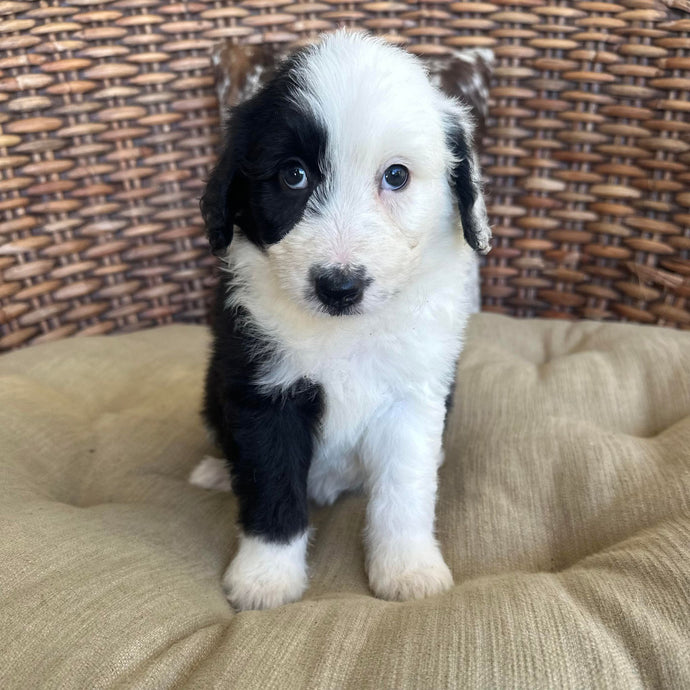 ALTHEA - Female Aussie Doodle - Ready 25th May