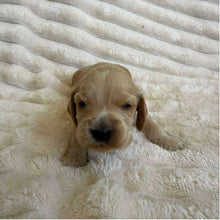 Load image into Gallery viewer, BAILEY - Male Cocker Spaniel - Ready 15th Nov