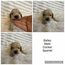 Load image into Gallery viewer, BAILEY - Male Cocker Spaniel - Ready 15th Nov