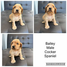 Load image into Gallery viewer, BAILEY - Male Cocker Spaniel - Ready 15th Nov