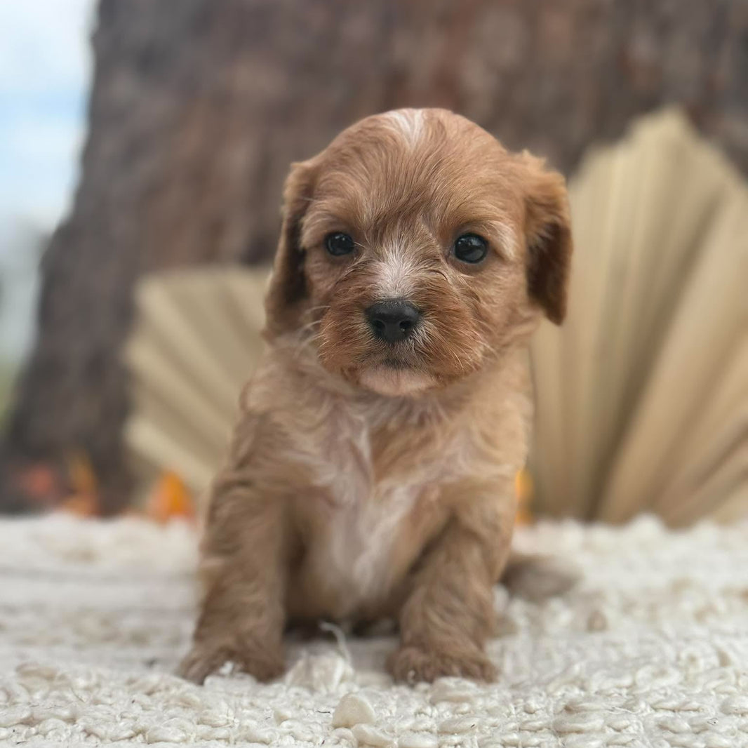 BERRY - Female Toy Cavoodle - Ready 11th Nov