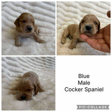 Load image into Gallery viewer, BLUE - Male Cocker Spaniel - Ready 15th Nov