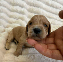 Load image into Gallery viewer, BLUE - Male Cocker Spaniel - Ready 15th Nov