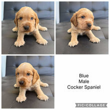 Load image into Gallery viewer, BLUE - Male Cocker Spaniel - Ready 15th Nov