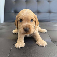 Load image into Gallery viewer, BLUE - Male Cocker Spaniel - Ready 15th Nov