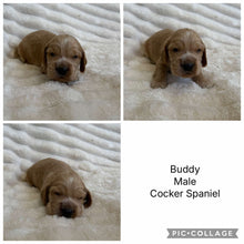 Load image into Gallery viewer, BUDDY - Male Cocker Spaniel - Ready 15th Nov