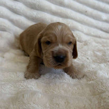 Load image into Gallery viewer, BUDDY - Male Cocker Spaniel - Ready 15th Nov