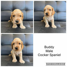 Load image into Gallery viewer, BUDDY - Male Cocker Spaniel - Ready 15th Nov