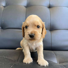 Load image into Gallery viewer, BUDDY - Male Cocker Spaniel - Ready 15th Nov