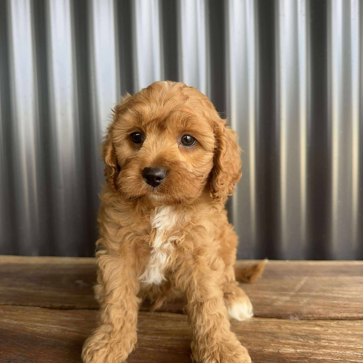 CHIP Male Toy Cavoodle Ready 20 Oct – Diamond Valley Kennels