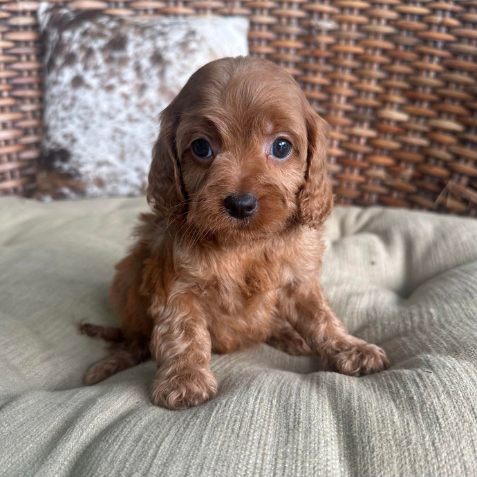 DAFFODIL - Female Toy Cavoodle - Ready 16th May