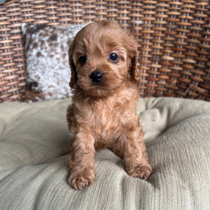 DALLAS - Male Toy Cavoodle - Ready 16th May