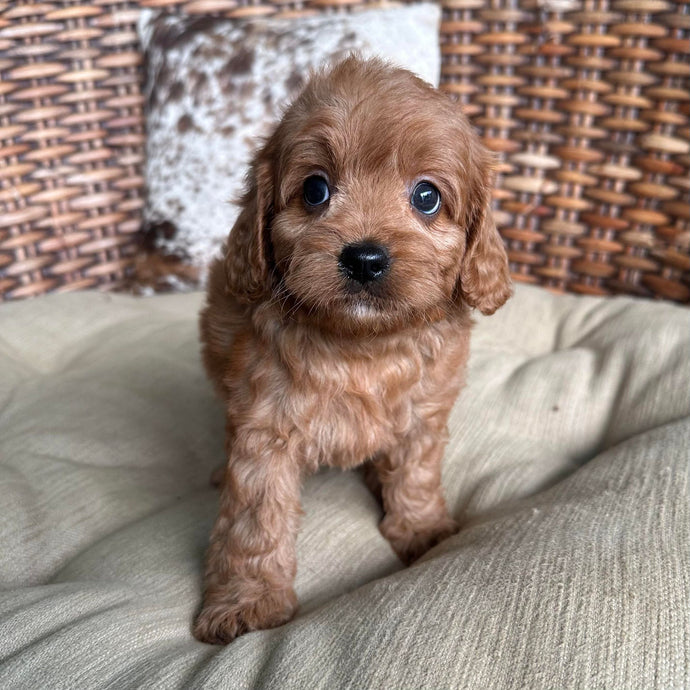 DAVEY - Male Toy Cavoodle - Ready 16th May