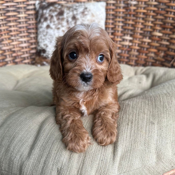 DEXTER - Male Toy Cavoodle - Ready 16th May
