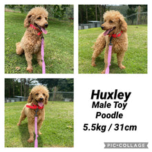 Load image into Gallery viewer, RHEGAN - Female Toy Cavoodle - Ready 28th Nov