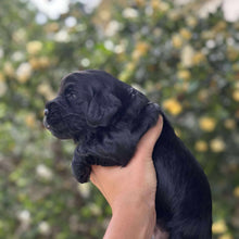 Load image into Gallery viewer, ISAAC - Male Toy Spoodle - Ready 4th Dec