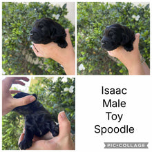 Load image into Gallery viewer, ISAAC - Male Toy Spoodle - Ready 4th Dec