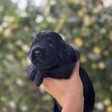 Load image into Gallery viewer, ISAAC - Male Toy Spoodle - Ready 4th Dec