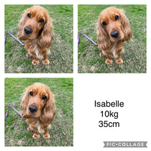 Load image into Gallery viewer, IVAN -Male Toy Spoodle - Ready 4th Dec
