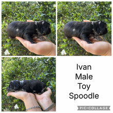Load image into Gallery viewer, IVAN -Male Toy Spoodle - Ready 4th Dec