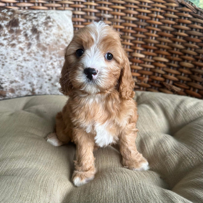 JAZZY - Female Mini Cavoodle - Ready 17th May