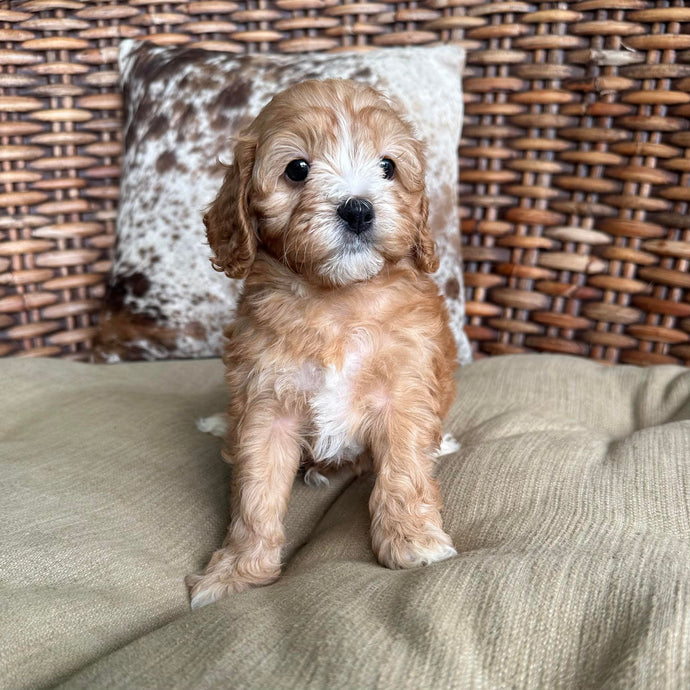 JERSEY - Female Mini Cavoodle - Ready 17th May