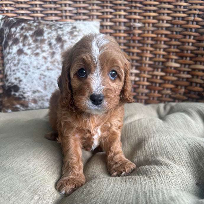 JIMMY - Male Mini Cavoodle - Ready 17th May
