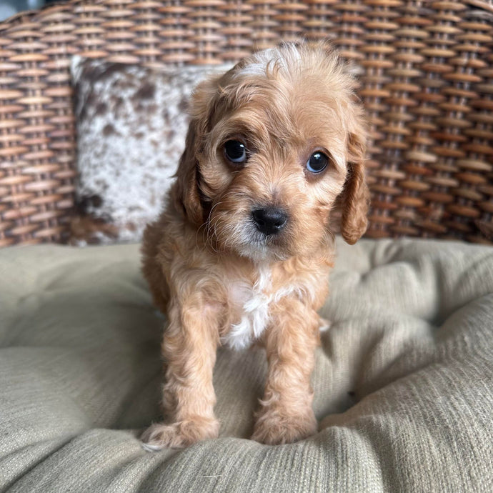 JOEY - Male Mini Cavoodle - Ready 17th May