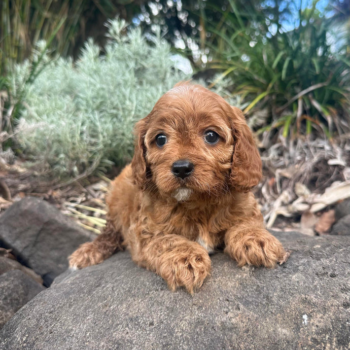 McKENNA - Female Toy Cavoodle - Ready 27th April