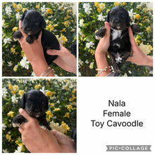 Load image into Gallery viewer, NALA - Female Toy Cavoodle - Ready 25th Nov