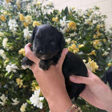 Load image into Gallery viewer, NALA - Female Toy Cavoodle - Ready 25th Nov