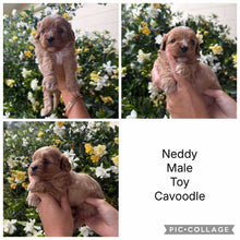 Load image into Gallery viewer, NEDDY - Male Toy Cavoodle - Ready 25 Nov