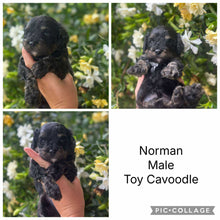 Load image into Gallery viewer, NORMAN - Male Toy Cavoodle - Ready 25th Nov
