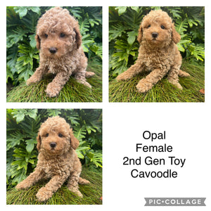 OPAL - Female Toy Cavoodle - Ready Now