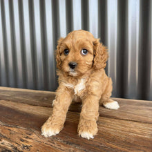 Load image into Gallery viewer, RANGER - Male Toy  Cavoodle - Ready 23rd Oct