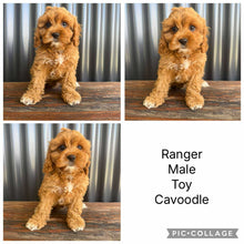 Load image into Gallery viewer, RANGER - Male Toy  Cavoodle - Ready Now