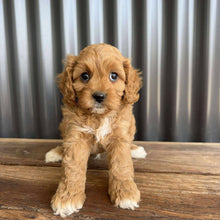 Load image into Gallery viewer, RANGER - Male Toy  Cavoodle - Ready 23rd Oct