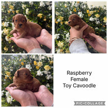 Load image into Gallery viewer, RASPBERRY - Female Toy Cavoodle - Ready 28th Nov