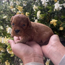 Load image into Gallery viewer, RASPBERRY - Female Toy Cavoodle - Ready 28th Nov