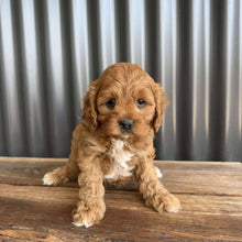 Load image into Gallery viewer, REMY - Female Toy  Cavoodle - Ready 23rd Oct