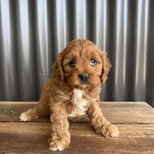 Load image into Gallery viewer, REMY - Female Toy  Cavoodle - Ready 23rd Oct