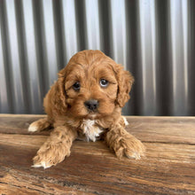 Load image into Gallery viewer, REMY - Female Toy  Cavoodle - Ready 23rd Oct