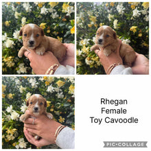 Load image into Gallery viewer, RHEGAN - Female Toy Cavoodle - Ready 28th Nov