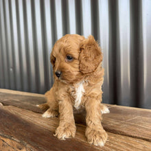 Load image into Gallery viewer, ROCCO - Male Toy  Cavoodle - Ready Now