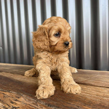 Load image into Gallery viewer, ROCKET - Male Toy  Cavoodle - Ready 23rd Oct