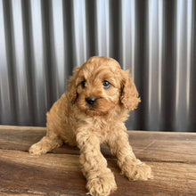 Load image into Gallery viewer, ROCKET - Male Toy  Cavoodle - Ready 23rd Oct