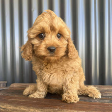 Load image into Gallery viewer, ROCKET - Male Toy  Cavoodle - Ready Now