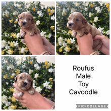 Load image into Gallery viewer, ROUFUS - Male Toy Cavoodle - Ready 28th Nov