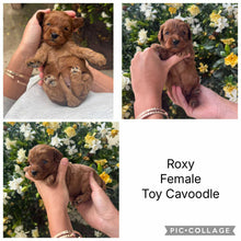 Load image into Gallery viewer, ROXY - Female Toy Cavoodle - Ready 28th Nov