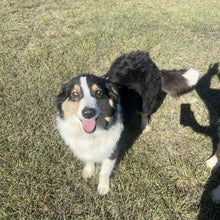 Load image into Gallery viewer, .✨SHELBY - Australian Shepherd Adult Rehomer - Ready Now